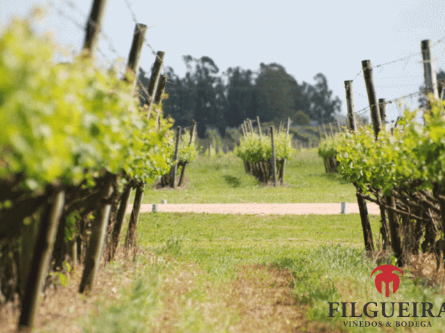 Filgueira2