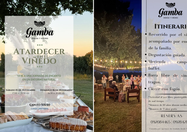 Atardecer en el viñedo