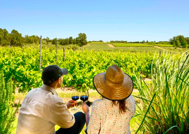 Celebramos el comienzo de la Vendimia