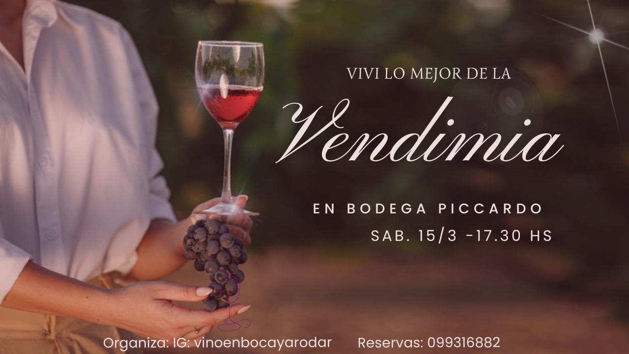 Vendimia en Bodega Piccardo