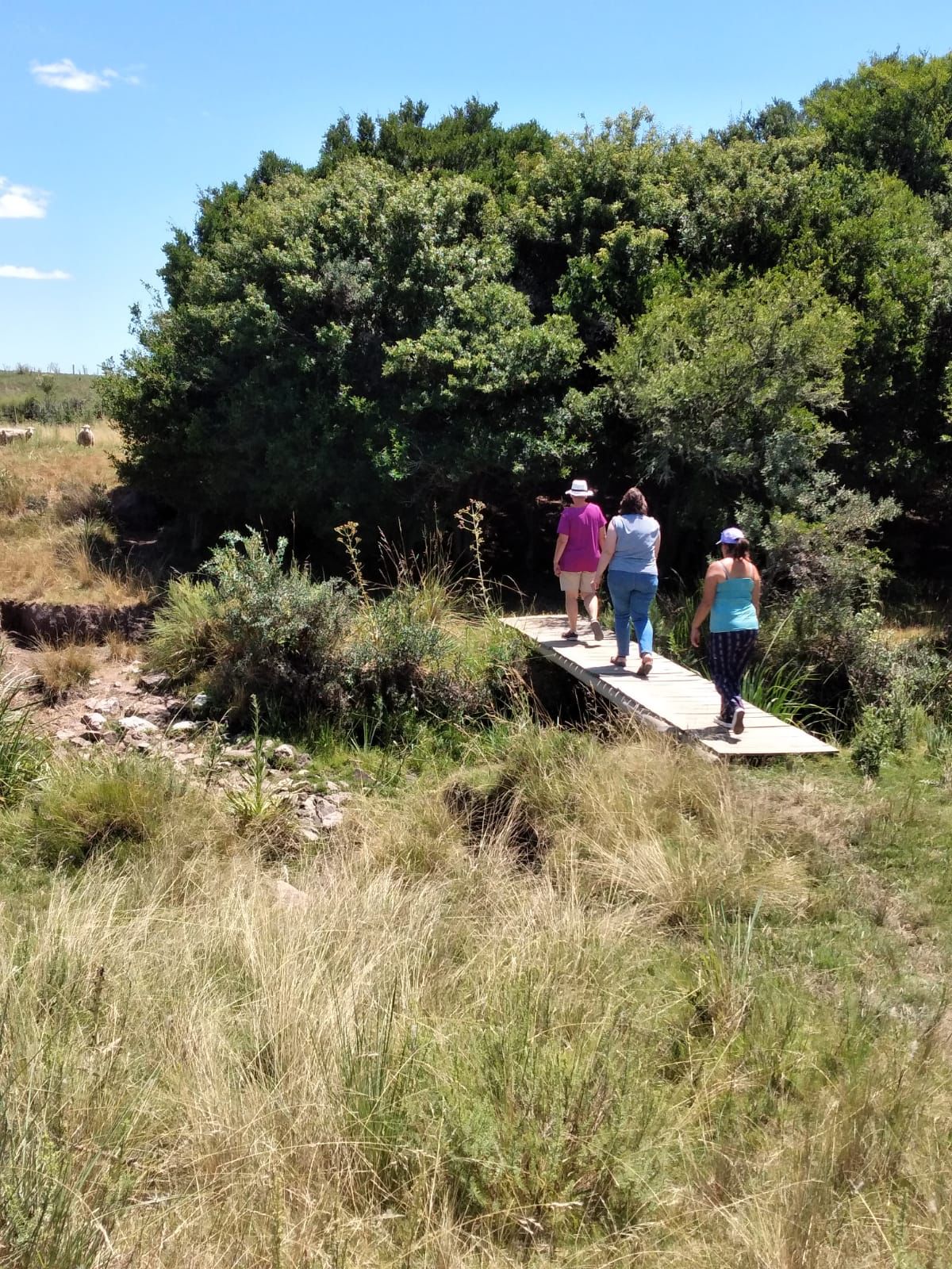 Texto descriptivo de la imagen