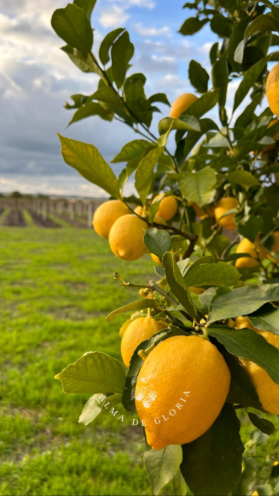 descripcion de imagen