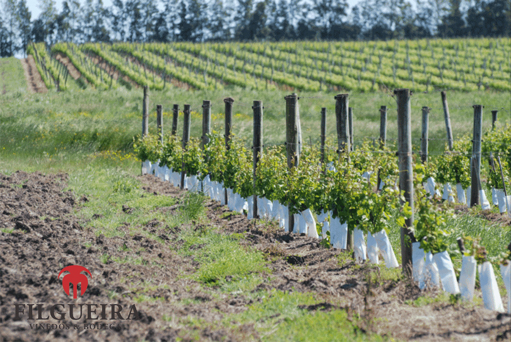 descripcion de imagen