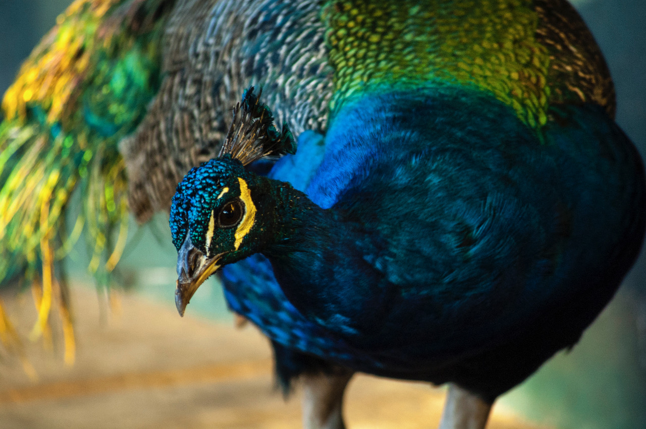 descripcion de imagen