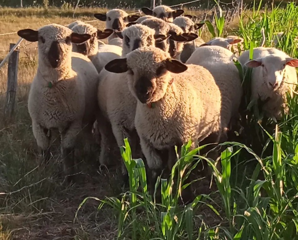 descripcion de imagen