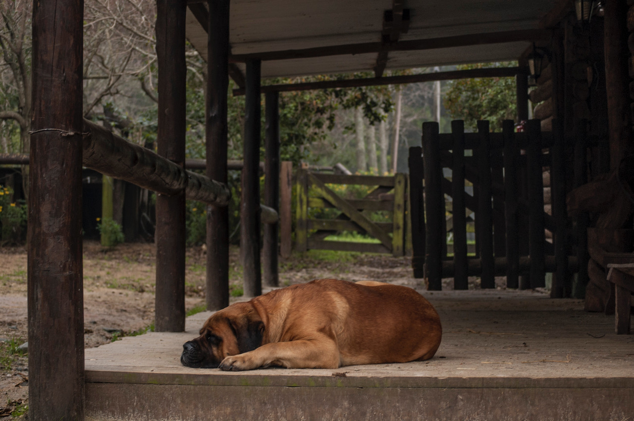 descripcion de imagen