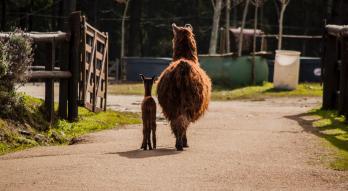 Imagen de Haras La Perseverancia